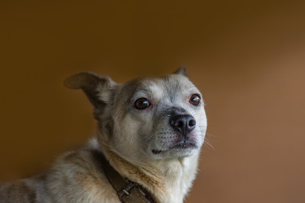 Photo dog portrait in studio