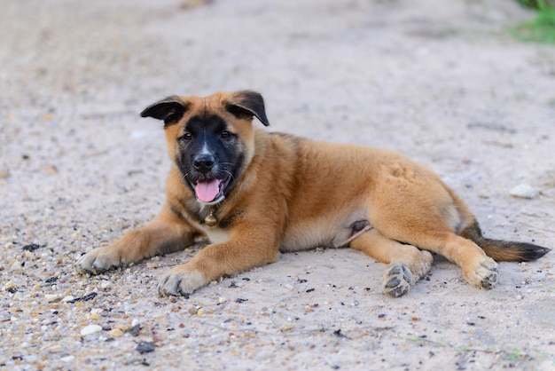 Ritratto di cane