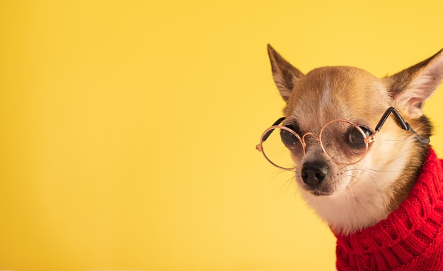 Dog posing for Halloween on a yellow background Mockup with paraphernalia for All Saints Day