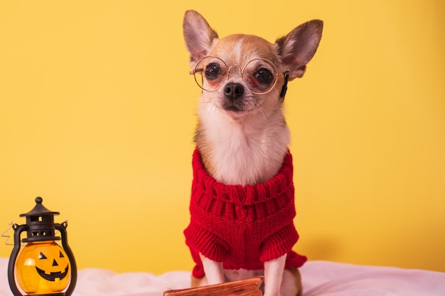 Dog posing for Halloween on a yellow background Mockup with paraphernalia for All Saints Day