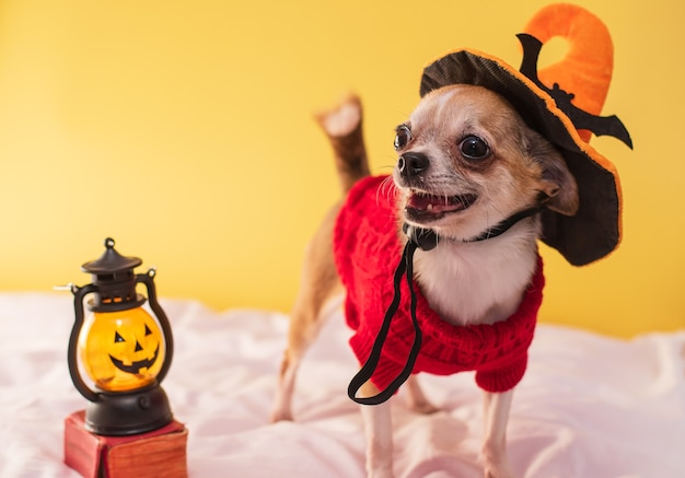 黄色の背景にハロウィーンのポーズをとる犬諸聖人の日の道具とモックアップ