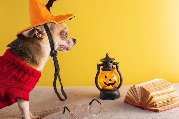 Dog posing for Halloween on a yellow background Mockup with paraphernalia for All Saints Day