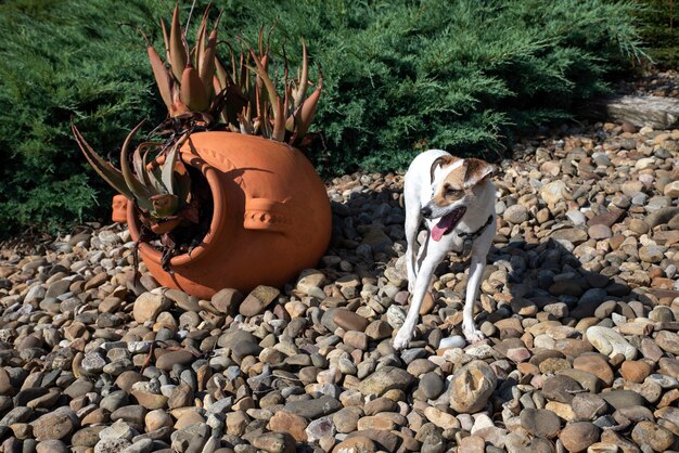 写真撮影のためにポーズをとる犬