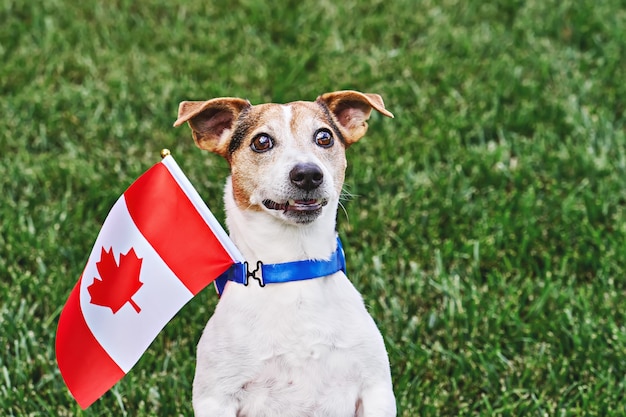 Собака позирует с канадским флагом на зеленой траве. Празднование дня Канады. С днем Канады. 1 июля отмечаем национальный праздник Канады - День рождения Канады.