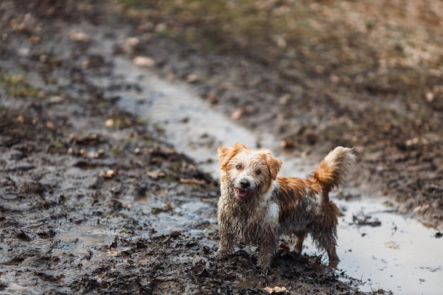 Cane in una pozzanghera un cucciolo sporco di jack russell terrier si trova nel fango sulla strada terreno bagnato dopo la pioggia primaverile