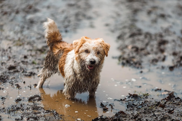 Dog in a puddle A dirty Jack Russell Terrier puppy stands in the mud on the road Wet ground after spring rain