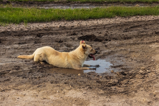 水たまりの犬