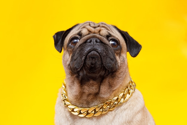 Dog of the pug breed cute dog in gold chain on yellow background