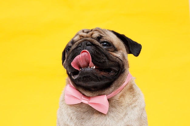 dog of the pug breed cute dog in tie butterfly on yellow background