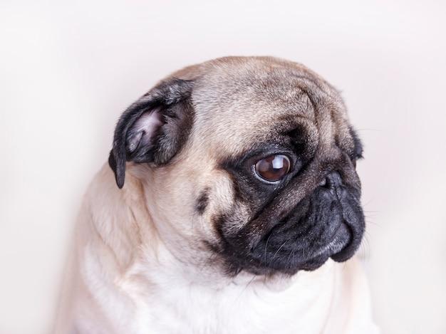 Собака мопс крупным планом с грустными карими глазами. Портрет на белом фоне