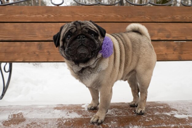 Dog Pug Een volbloed hond staande op een bankje Portret Feestdagen en evenementen