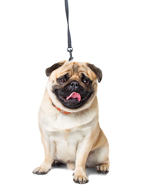 Dog pug white background on a leash