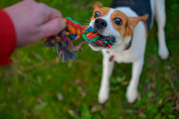 A dog pulling a rope beagle dog playing with his master dog and his master outside dog and his