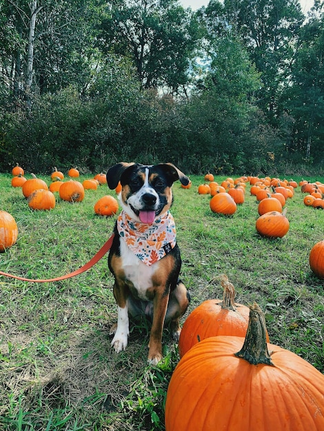 Photo dog in pumpkin patch