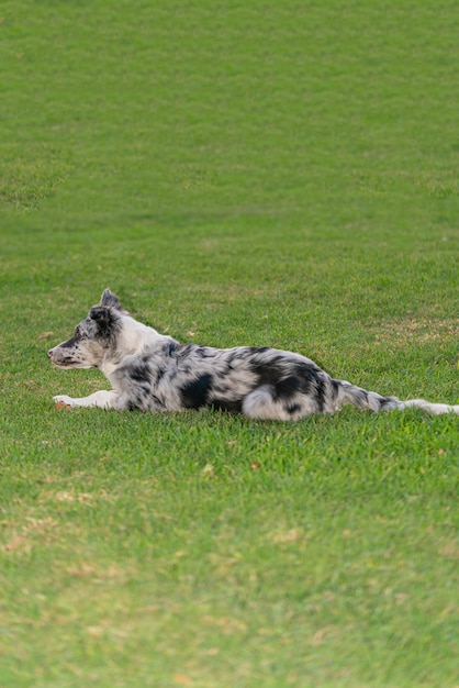 犬子犬ボーダーコリーメルル