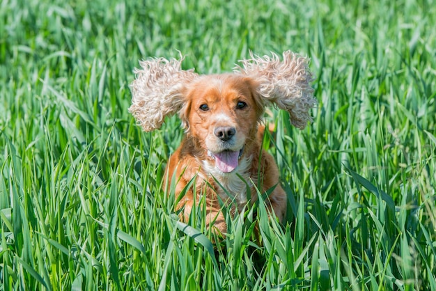 Dog puppy cocker spaniel jumping