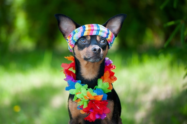 하와이안 스타일의 강아지 관광 여행자 패션 토이 테리어