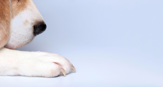 Dog puppy pet beagle close up of paw and nose on grey background with copy space