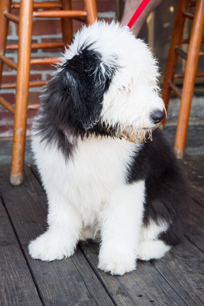 Foto cucciolo di cane seduto sul pavimento di legno a key west, stati uniti d'america. animale domestico con i capelli bianchi e neri. amico e amicizia. empatia e concetto di assistenza