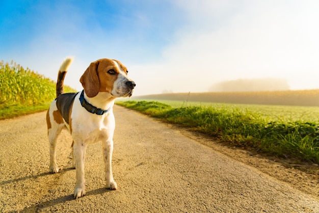 Dog purebred beagle buiten in de natuur op een landelijke asfaltweg naar het bos tussen velden Zonnige dag op het platteland zonsopgang