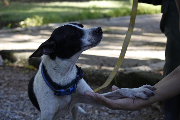 Photo a dog puts his hand on a person as a sign of fidelity and love