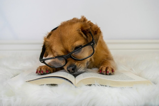 Photo dog reading a book