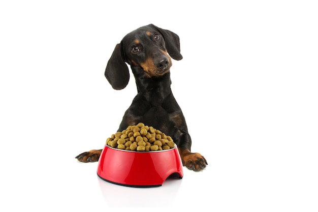 Dog ready for eat food. Dachshund with paws over black edge next to a red bowl.