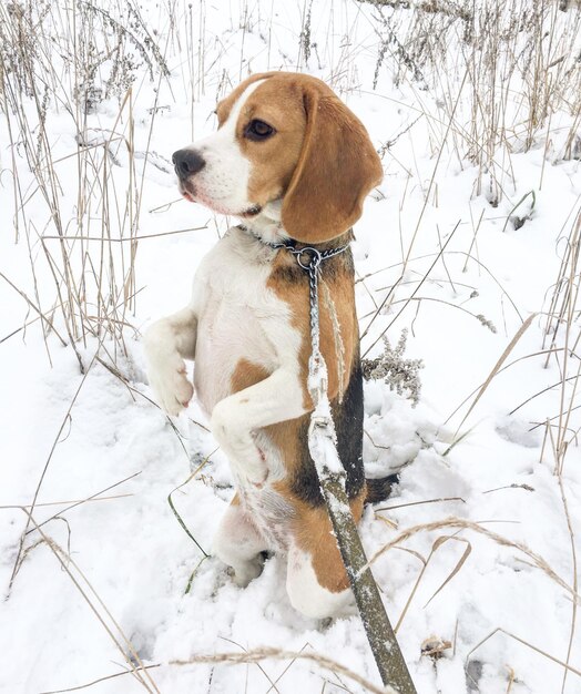 Foto allevamento di cani su un campo innevato