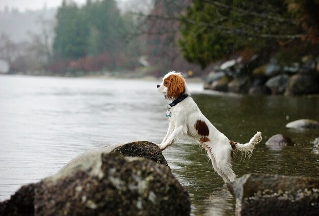 Photo dog rearing up on rock in lake against sky