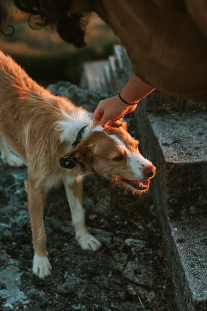 Dog receiving love