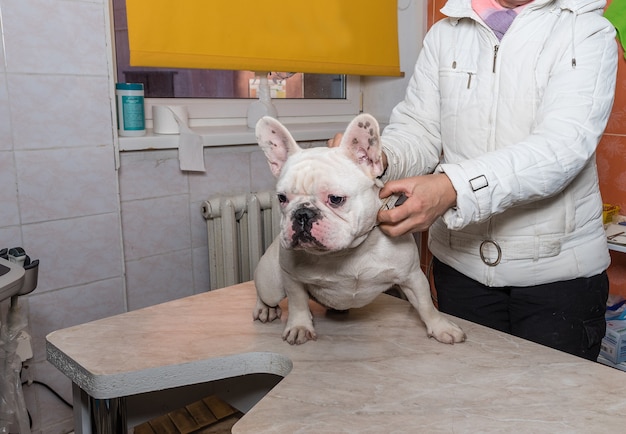 Foto cane in reception dal veterinario