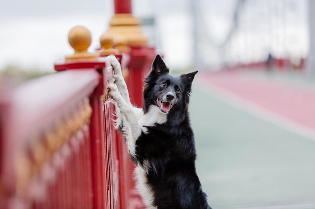 赤い柵の上の犬