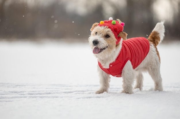 赤いお祝いの帽子とジャケットを着た犬が、木の背景に降雪の冬に雪の中に立つジャック・ラッセル・テリアークリスマスのコンセプト