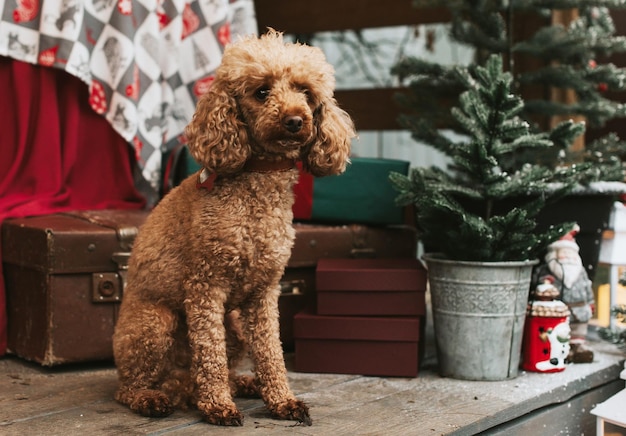 Dog red poodle sitting on the porch of a house decorated for\
christmas backyard porch of the rural house decorated for christmas\
winter still life