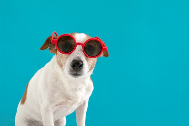 Foto cane in occhiali da sole rossi
