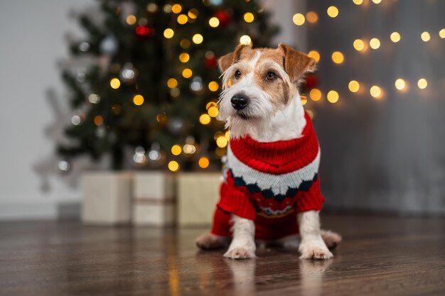dog in red sweater christmas tree decorated with balls and sparkling garlands wirehaired jack russell terrier celebrates the holiday new year concept