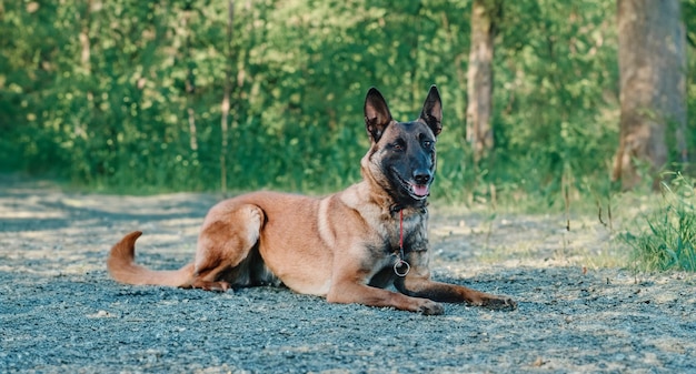 犬がリラックス