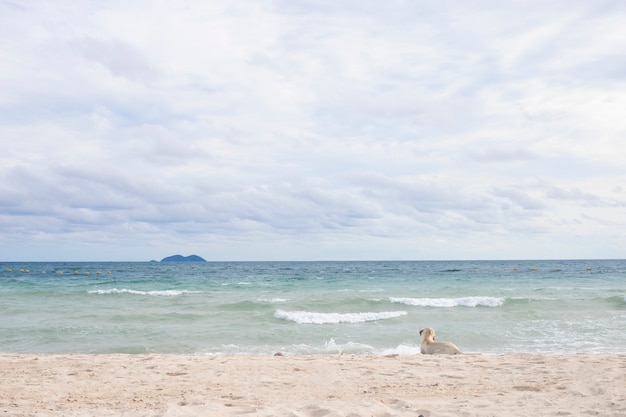 犬は砂浜でリラックス