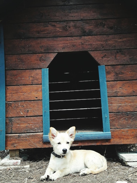 犬舎に逆らってリラックスする犬