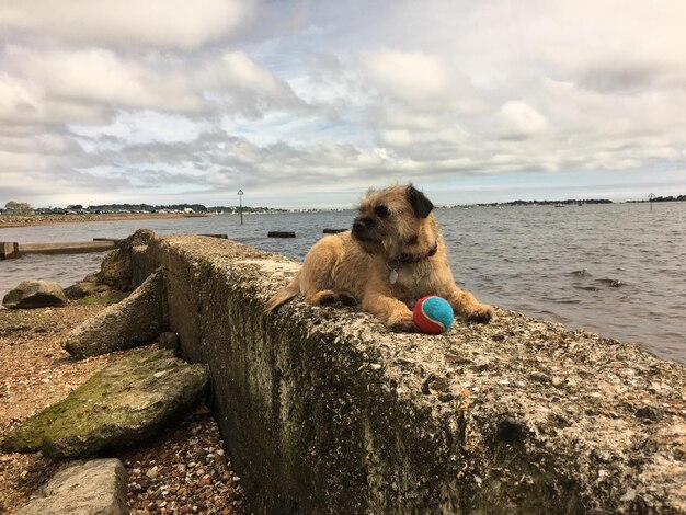 Foto cane che si rilassa sulla spiaggia contro il cielo