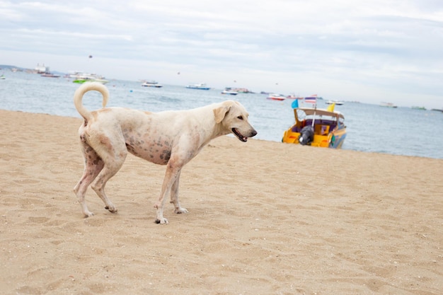 Photo a dog relaxing on the beach summer concept