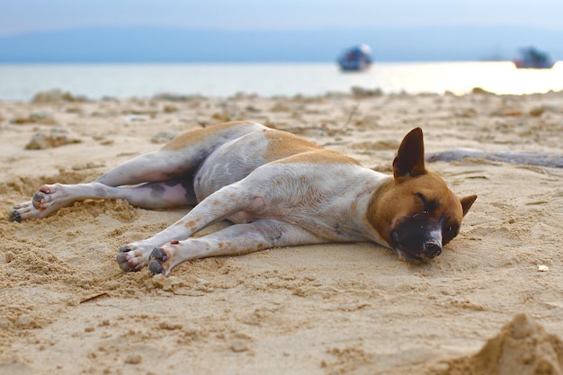 Dog relaxing on beach