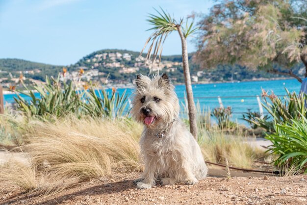 Foto cane che si rilassa sulla spiaggia