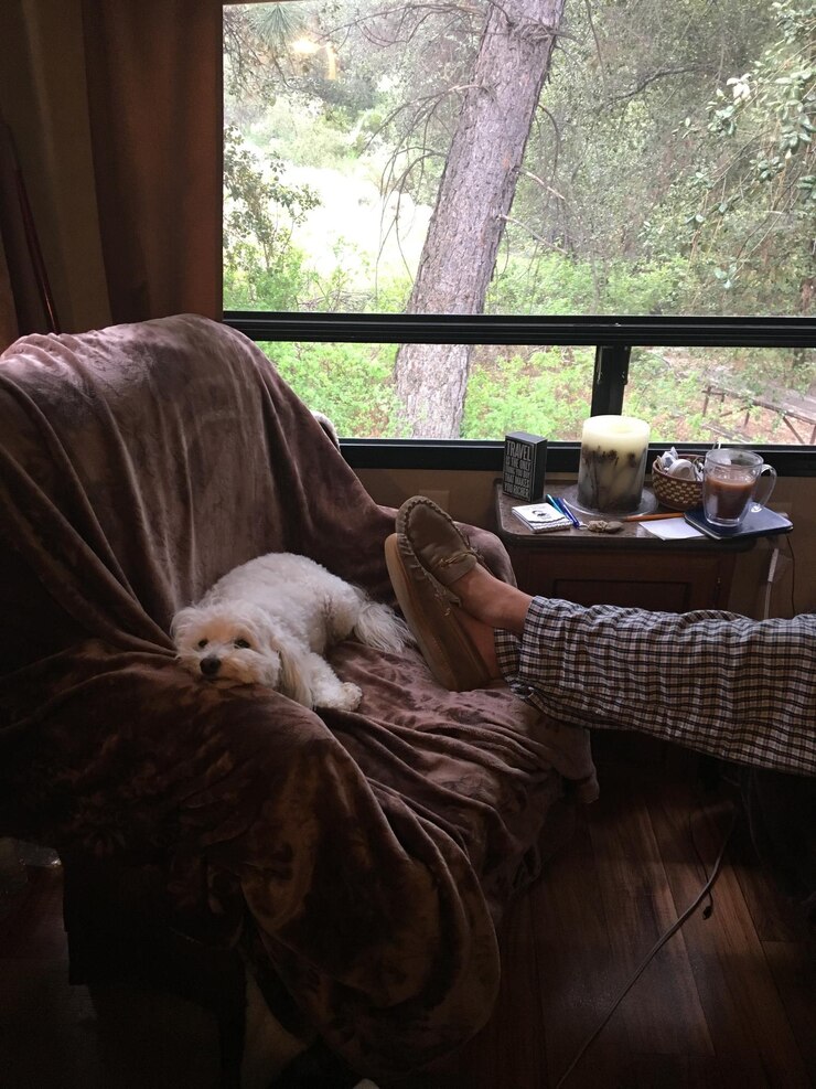Photo dog relaxing on bed by window