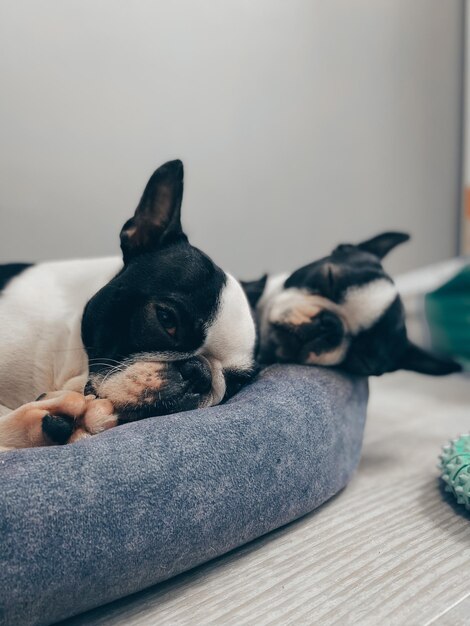 Foto cane che si rilassa sul letto a casa