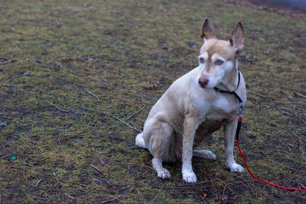 Dog relaxing on field