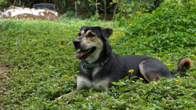 Dog relaxing on field