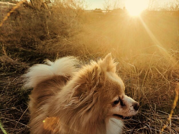 Dog relaxing on field