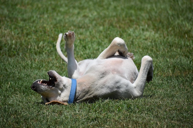 Photo dog relaxing on field