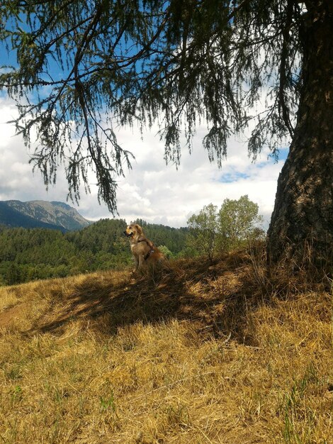 Foto cane che si rilassa sul campo